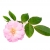 Ekologiškas Damasko rožių eterinis aliejus, 1ml